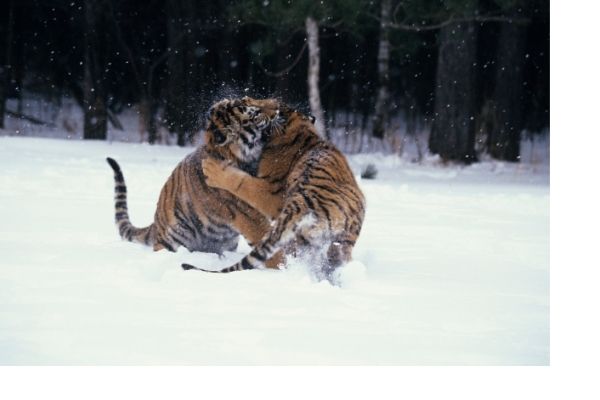 Siberian tiger funny facts