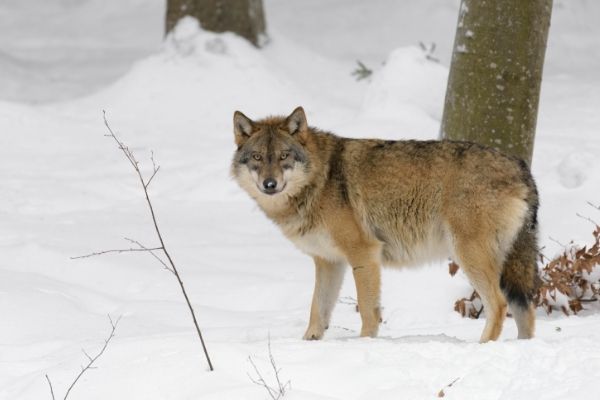 gray wolf facts for kids