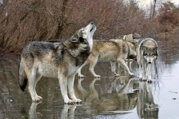 grey wolf pack facts