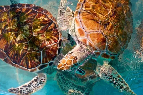All about Sea turtle