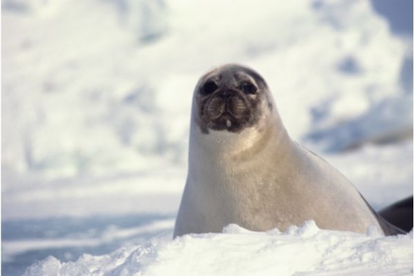 Harp Seal facts for kids