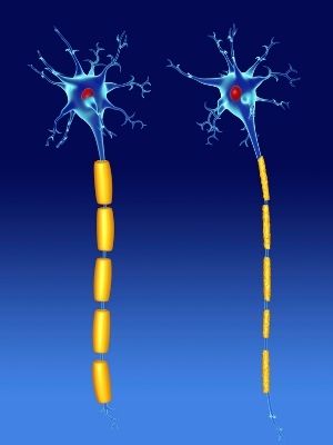 Neurons diagram facts