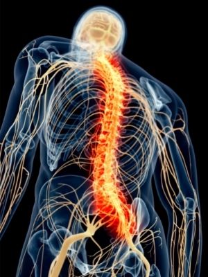brain and spinal cord facts