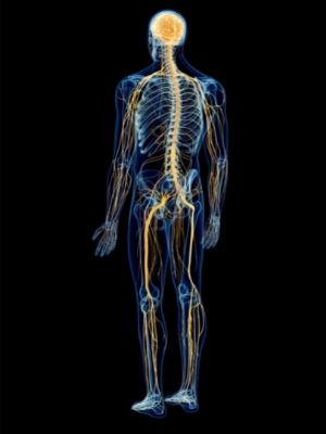human nervous system facts