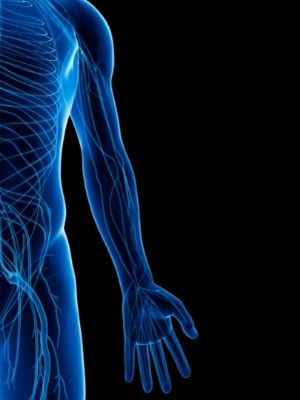 peripheral nervous system facts