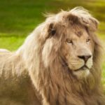 Transvaal lion facts for kids