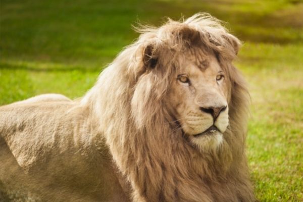 Transvaal lion facts for kids