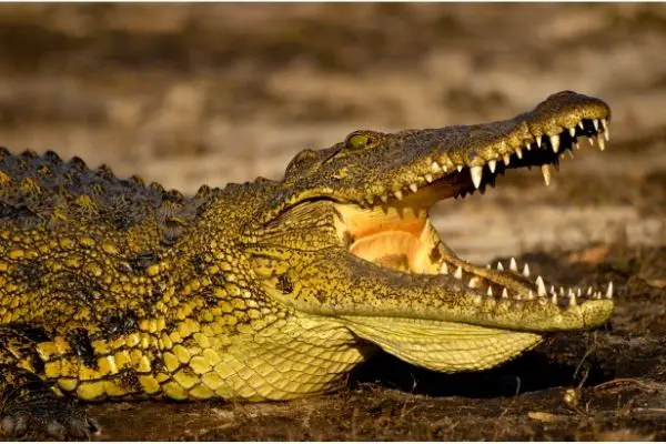 What Do Crocodiles Eat