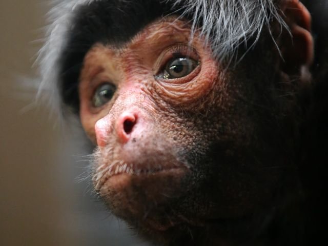 Fun facts about Spider Monkeys – Interesting & Unknown