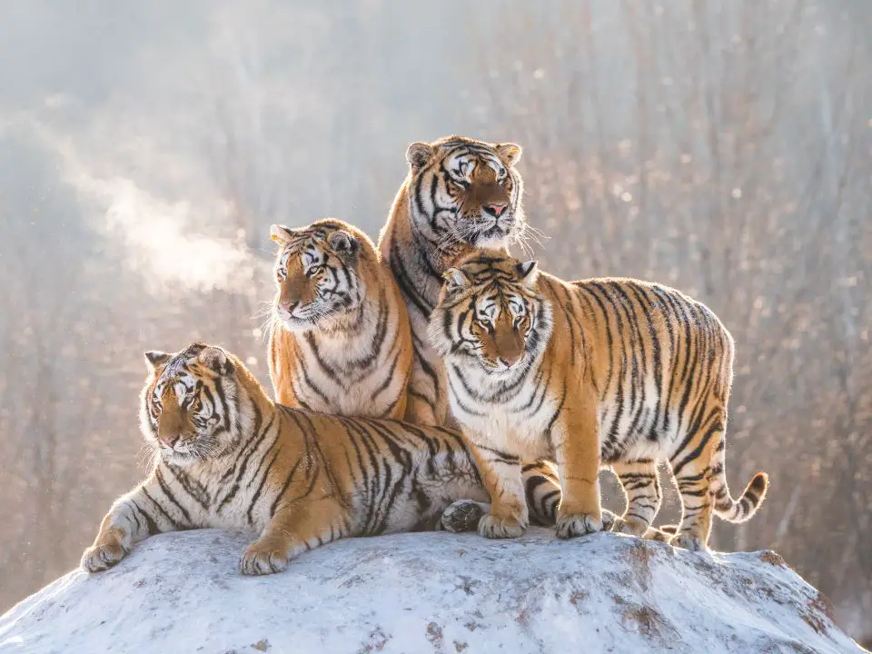 Siberian Tigers habitat