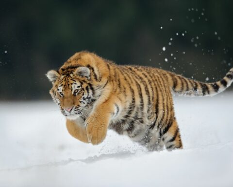 Where do Siberian Tigers live