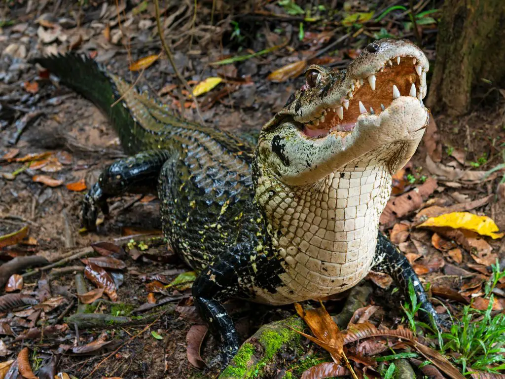 Amazonian Giant Black Caiman Lizard