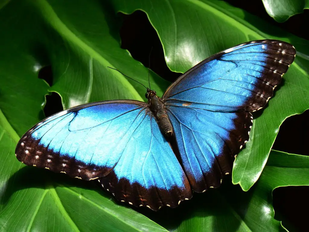 Amazonian Giant Blue Morpho butterfly