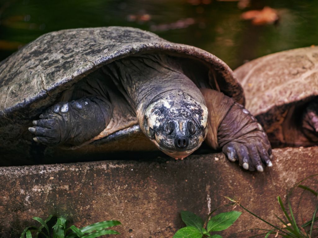 Amazonian Giant River turtle