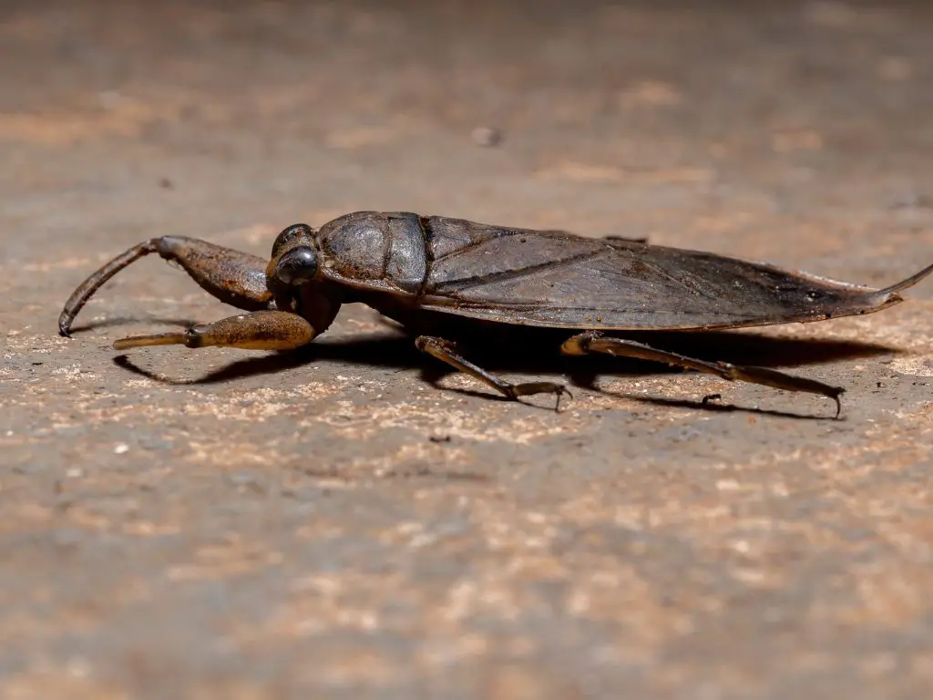 Amazonian Giant Water bug