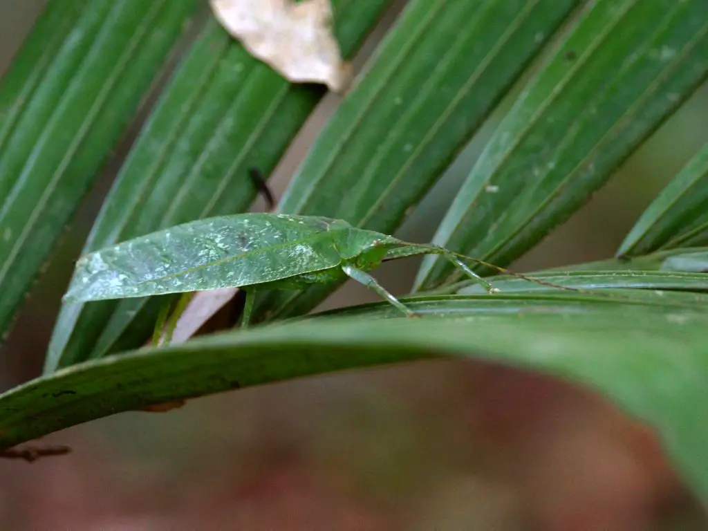 Amazonian Giant katydid