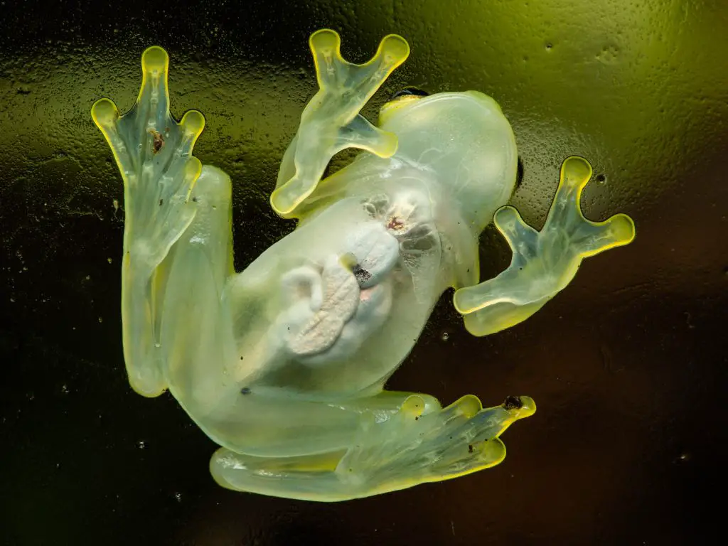 Amazonian Glass frog