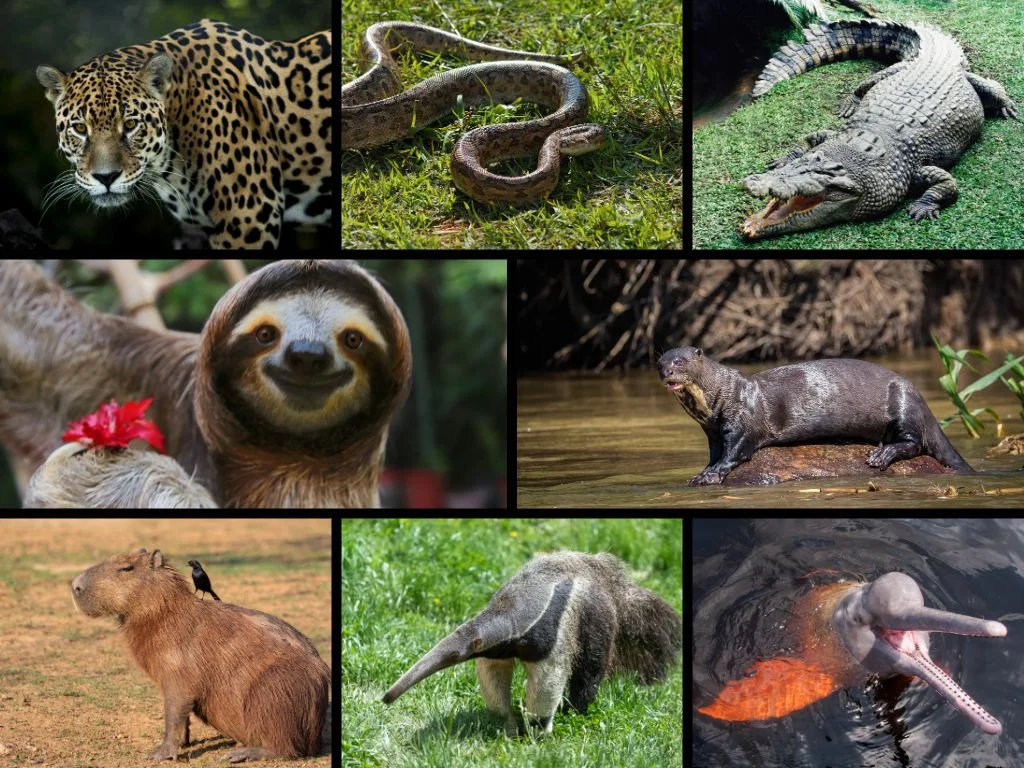 Animals of the Amazon Rainforest