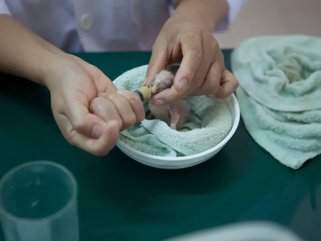 What to Feed a Baby Bird: A Comprehensive Guide