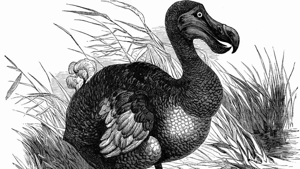 Discovery and Early Documentation of dodo bird
