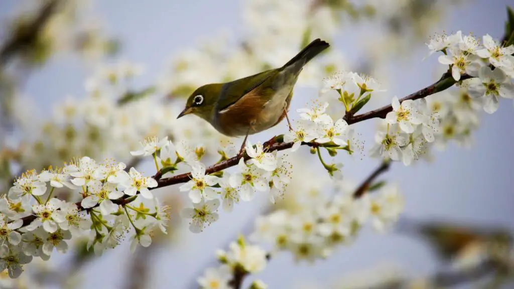 How to Attract Birds to your garden