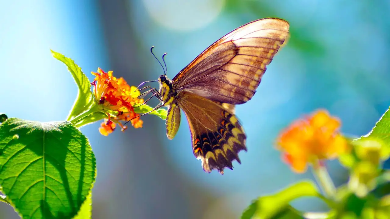 How to Attract Butterflies and Birds to Your Garden