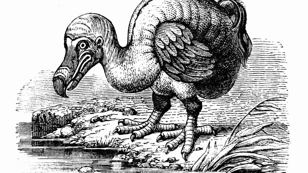 Legacy of the Dodo Bird