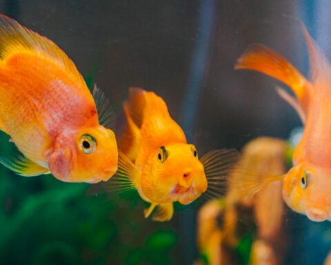 Tips On Taking Care Of Pet Fish