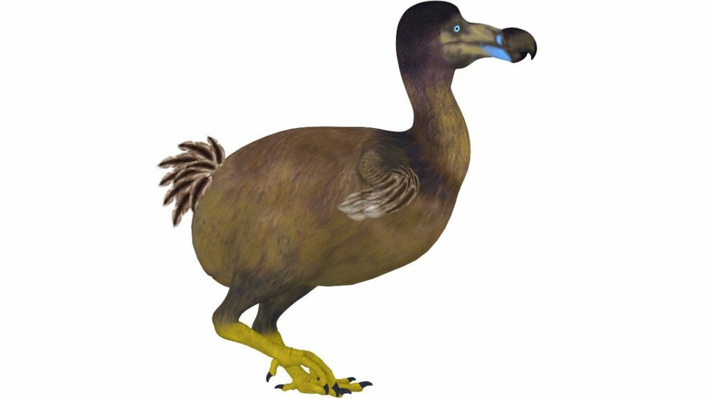 Why the Dodo Bird Went Extinct