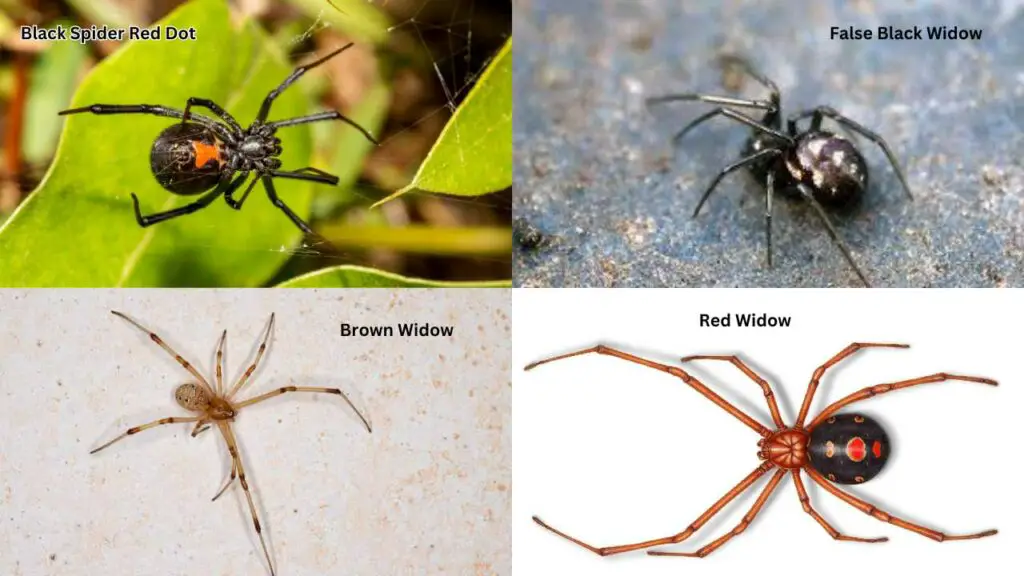 Black Spider Red Dot On Back - Identification, Habitat, Lifecycle ...