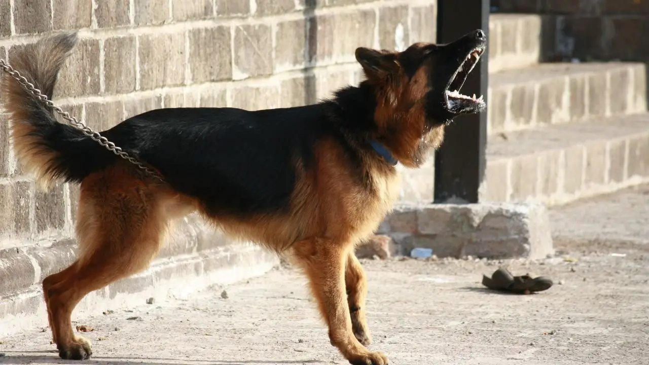 Case Studies: Real-life Experiences with Dog Barking Tools