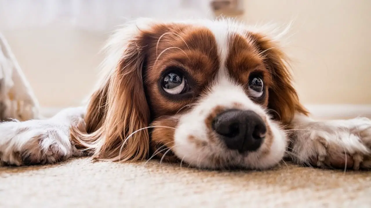 6 Practical Ways to Teach Your Kids How to Take Care of a Dog