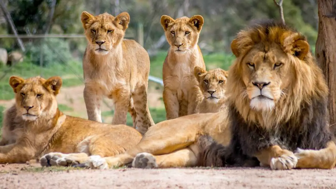 How Long Can a Lion Survive Without Eating? Unveiling the Survival Secrets