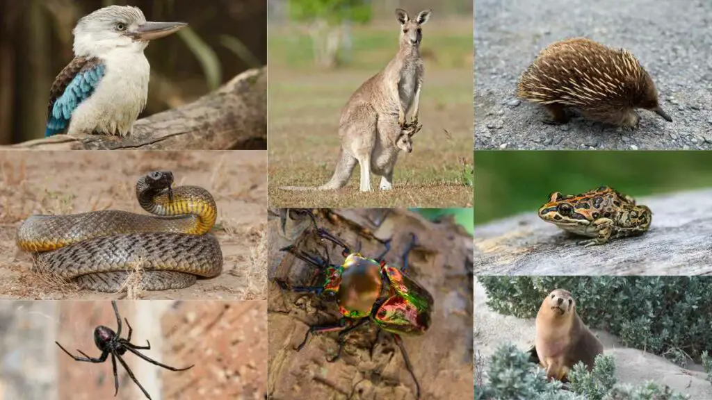 Animals In Australia