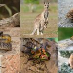 Animals In Australia