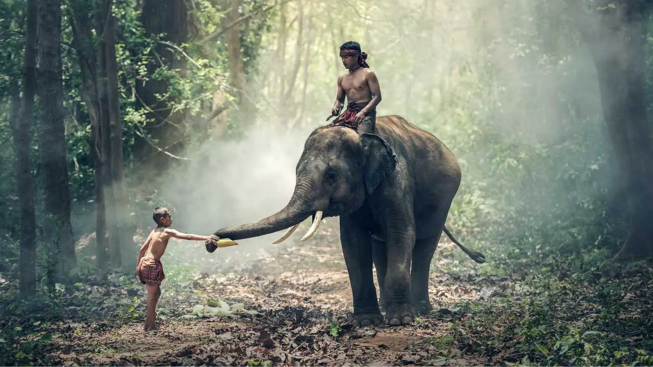 What Do Elephants Think Of Humans – Cute! in a similar way we think of bunnies and puppies?