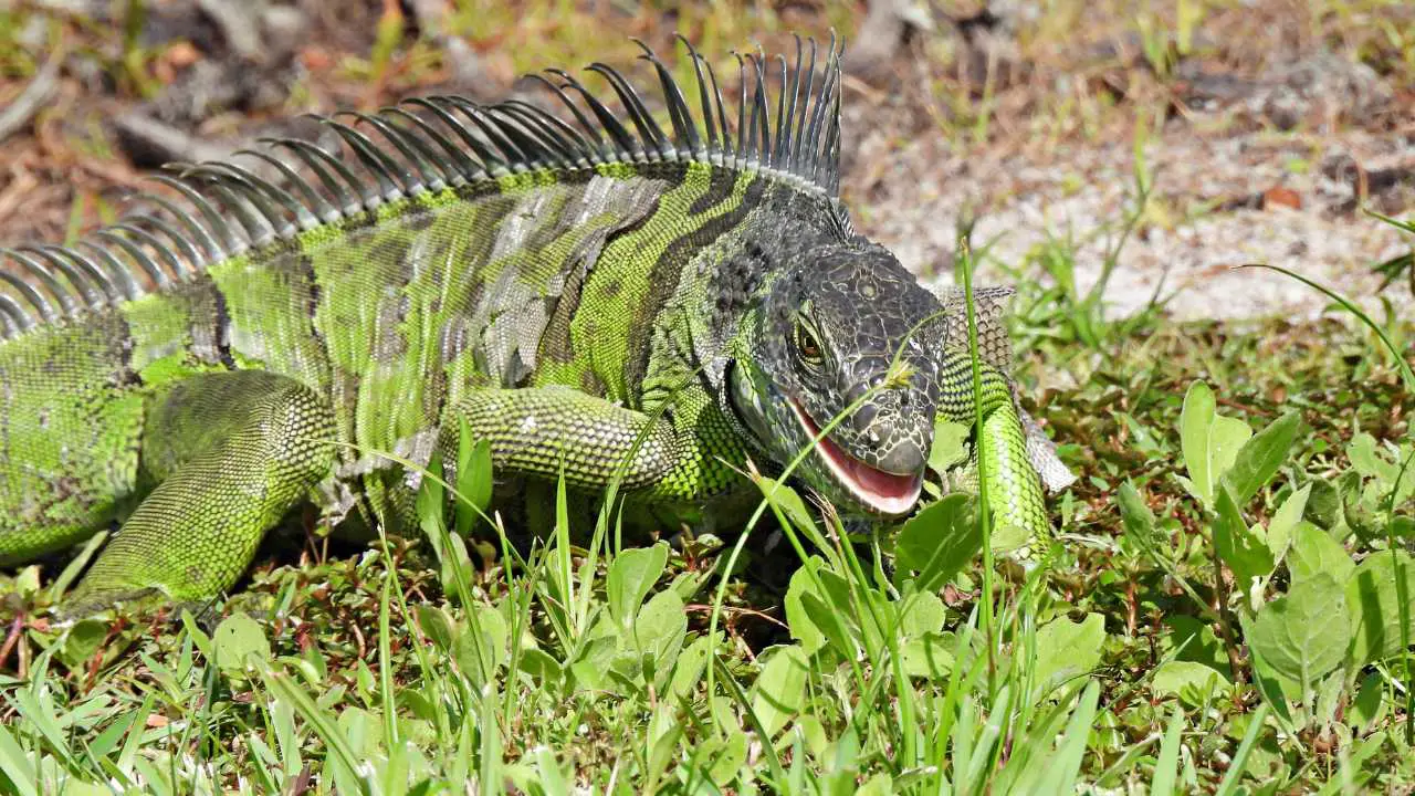 Iguanas find food