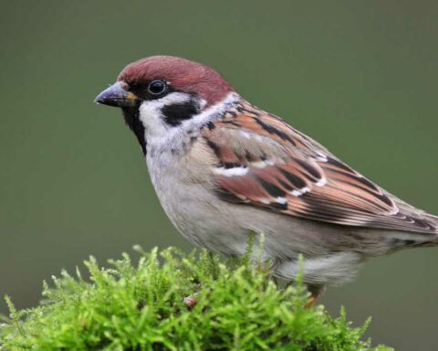 Sparrow Bird Lifespan