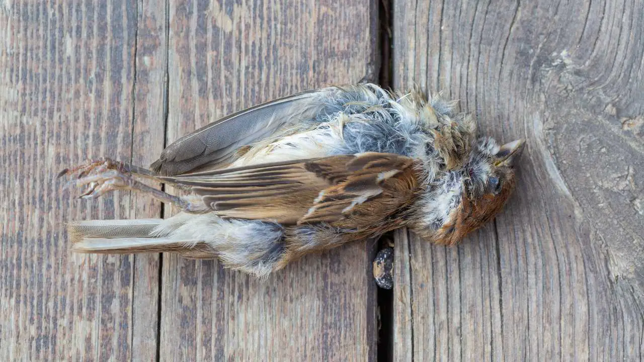 Sparrow bird disease