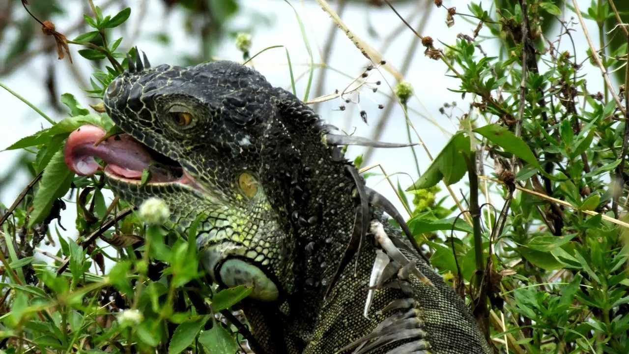 iguanas eat