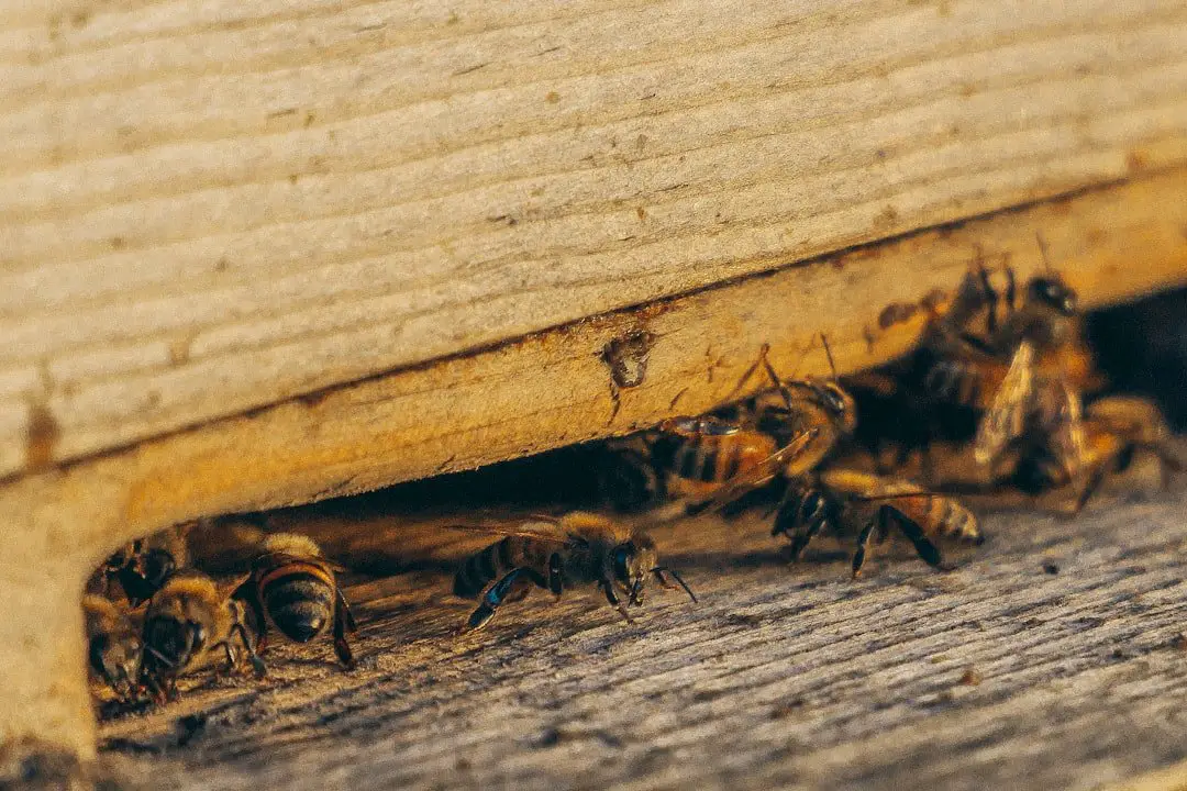 Navigating Pest Challenges: A How-To Guide for Homeowners
