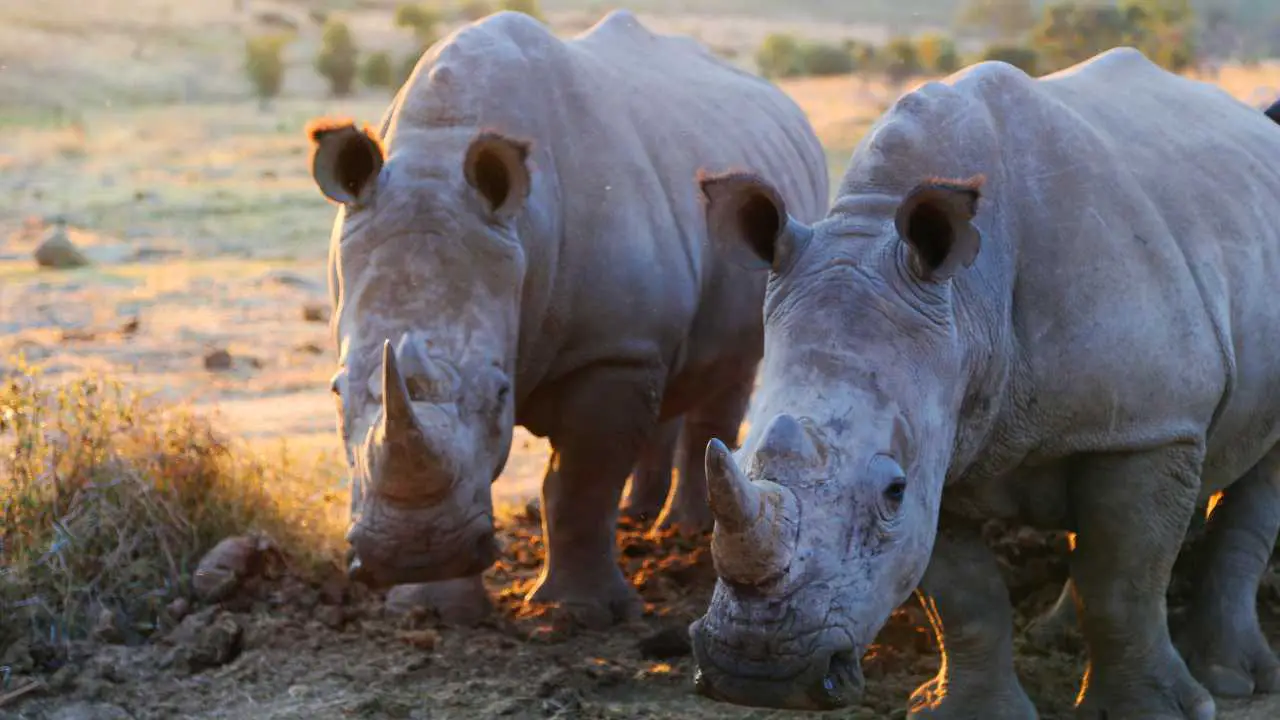 Population of White Rhinos