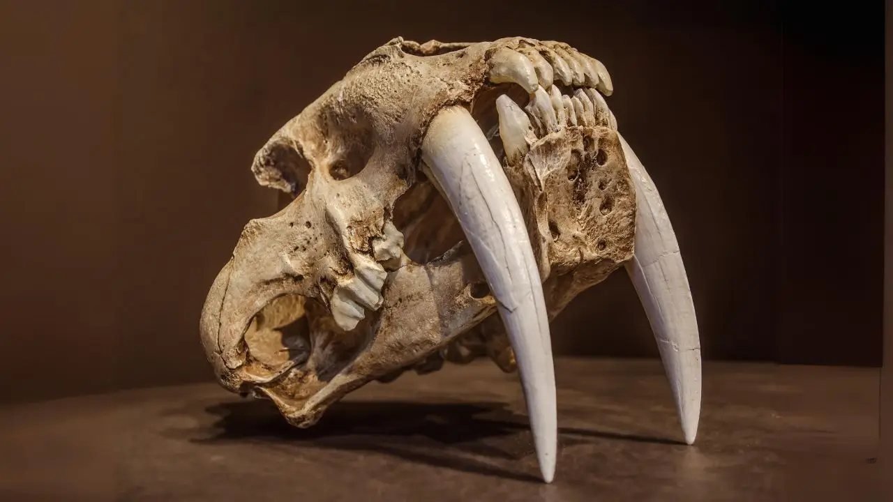 Saber Tooth Tiger skull