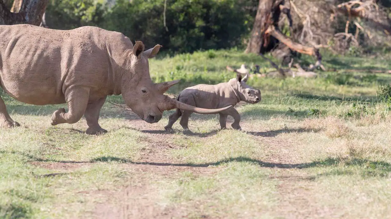 Save White Rhinos
