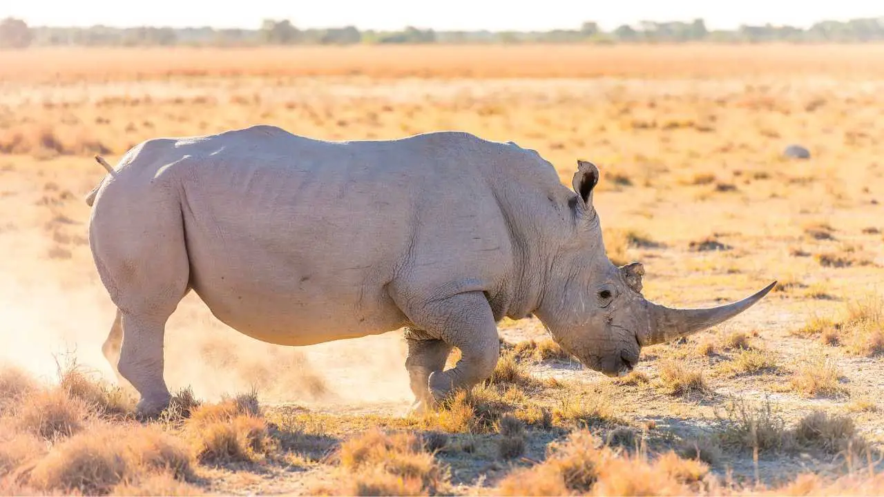 How Many White Rhinos Are Left In The World? 