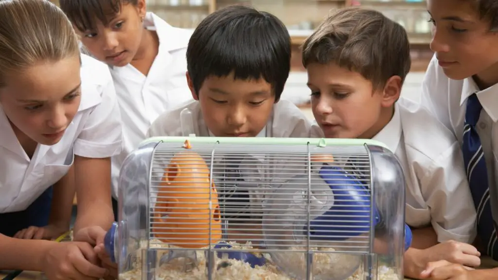 pets in class