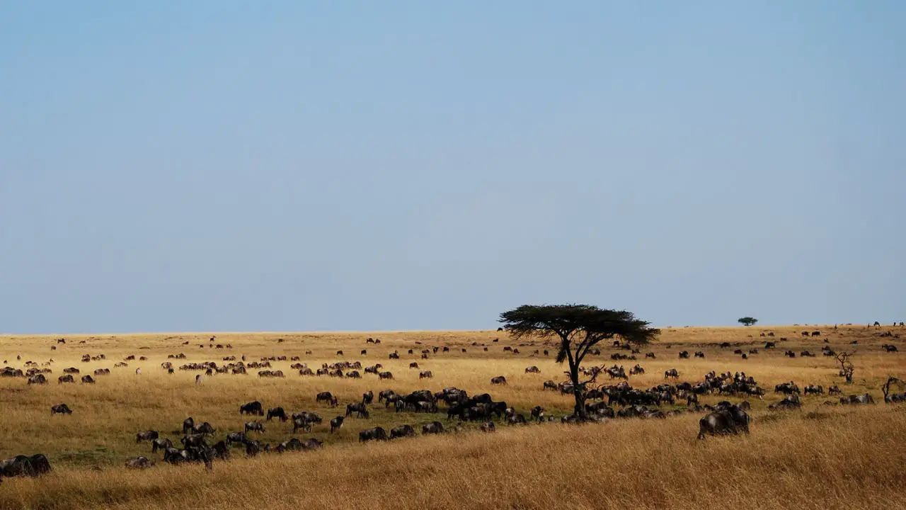 African Plains