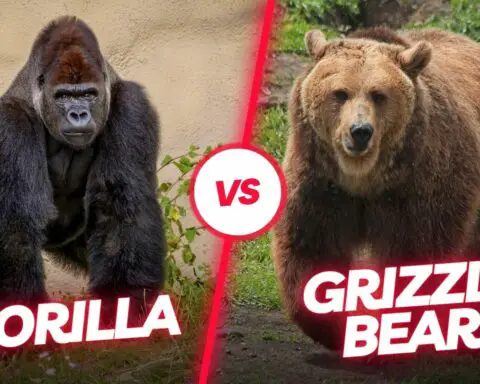 Gorilla Versus Grizzly Bear