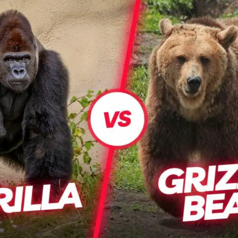 Gorilla Versus Grizzly Bear