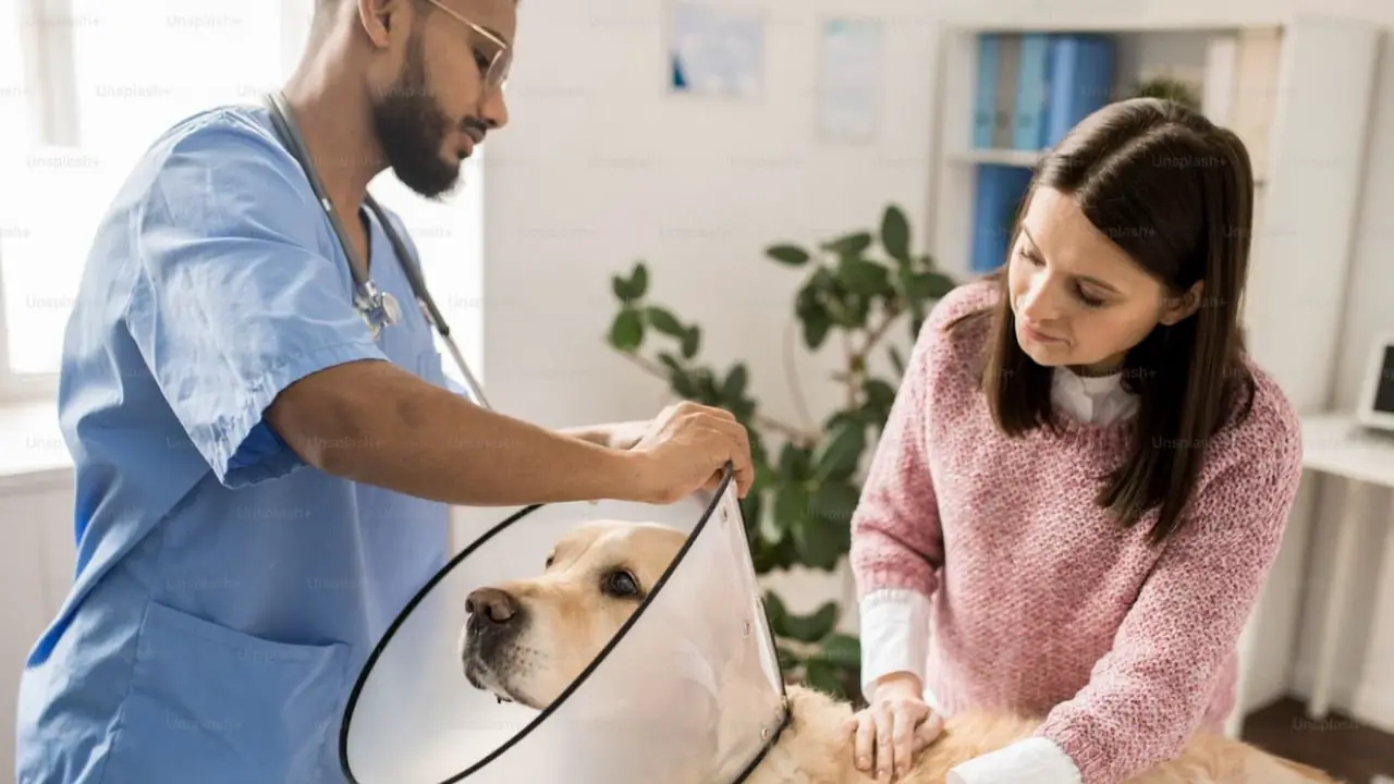 10 Common Reasons For Pet Insurance Claims